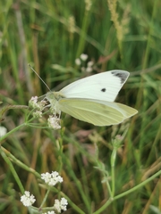 Pieris rapae