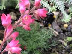 Bombus terrestris