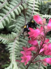 Bombus terrestris