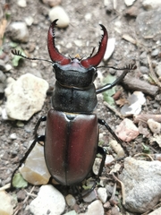 Lucanus cervus