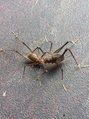 Euhadenoecus puteanus