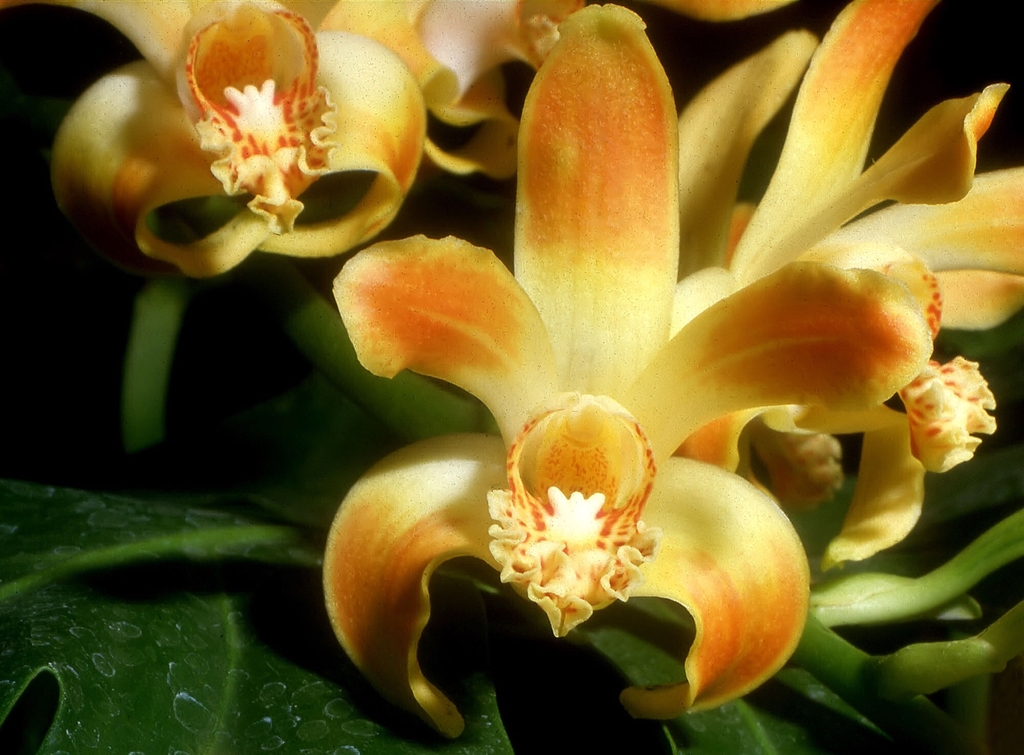 Chysis tricostata