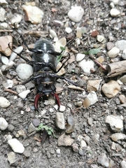 Lucanus cervus