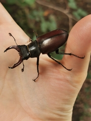 Lucanus cervus