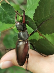Lucanus cervus