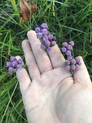 Carphephorus pseudoliatris