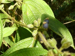 Miconia dentata