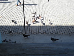 Columba livia domestica