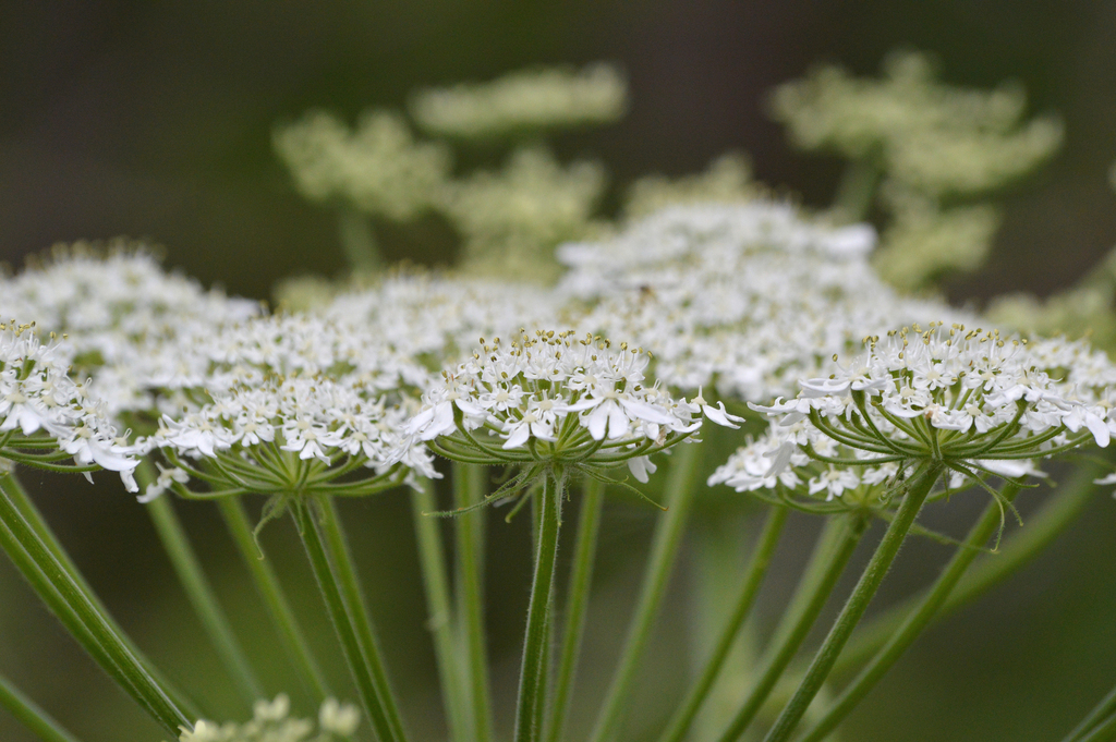 hogweeds (Apiaceae (Parsley) of the Pacific Northwest) · iNaturalist