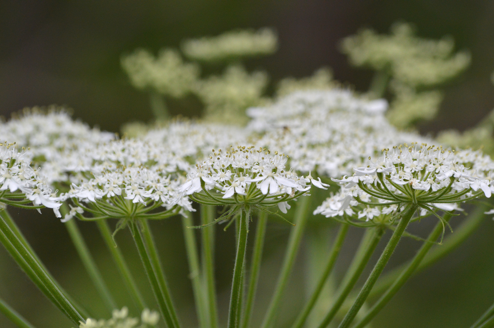 Heracleum