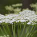 Heracleum - Photo (c) Mark Kluge,  זכויות יוצרים חלקיות (CC BY-NC-ND), uploaded by Mark Kluge