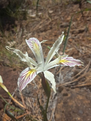 Iris chrysophylla