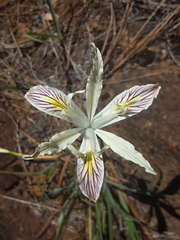 Iris chrysophylla