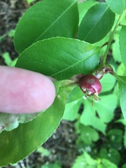 Contarinia cerasiserotinae