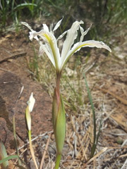 Iris chrysophylla