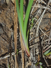 Iris chrysophylla
