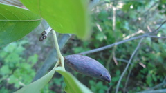 Amphibolips acuminata
