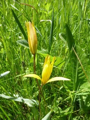Tulipa sylvestris australis