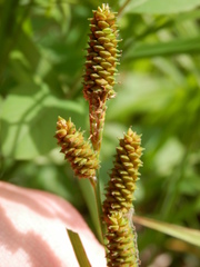 Carex shortiana