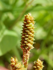 Carex shortiana