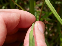 Carex shortiana