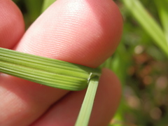 Carex shortiana