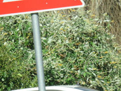 Buddleja madagascariensis