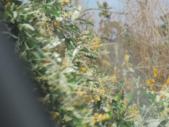 Buddleja madagascariensis