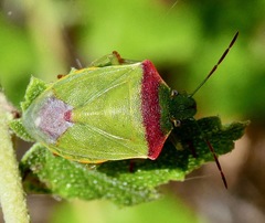Thyanta pallidovirens
