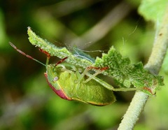 Thyanta pallidovirens