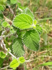 Lippia alba