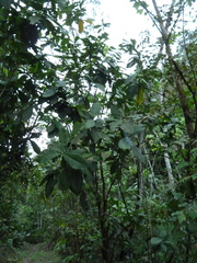 Condaminea corymbosa