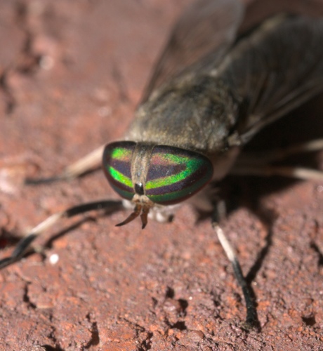 Striped Horse Fly photo 6