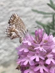 Cacyreus marshalli