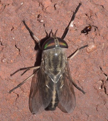 Tabanus subsimilis
