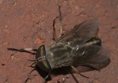 Tabanus subsimilis