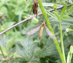 Nephrotoma flavescens