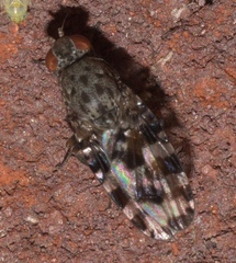Pseudotephritis approximata