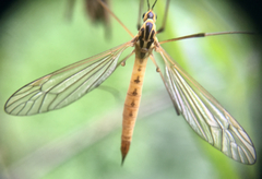 Nephrotoma flavescens