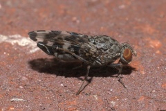 Pseudotephritis approximata