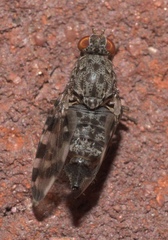 Pseudotephritis approximata