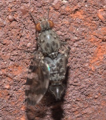 Pseudotephritis approximata