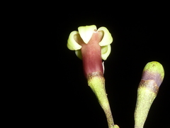 Condaminea corymbosa