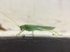 Phaneroptera falcata