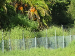 Echinochloa pyramidalis