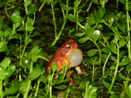 Central American Gulf Coast Toad, Cd Caucel, Mérida, Yuc., México, photo 6 of 10