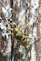 Rhagium mordax