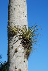 Giant airplant