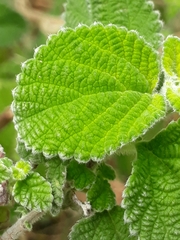 Lippia alba