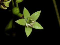 Condaminea corymbosa